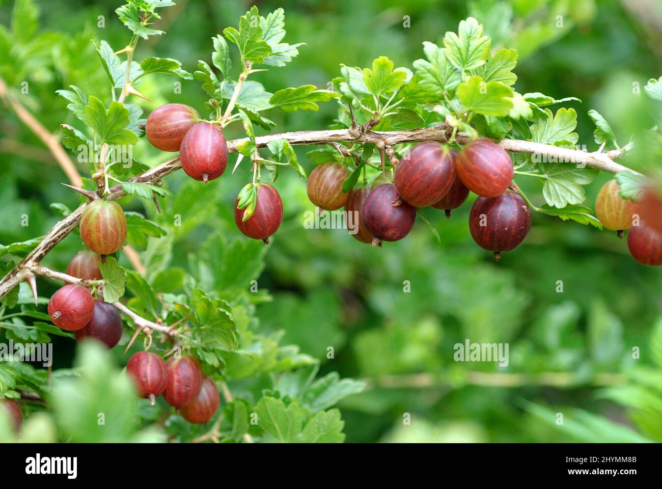 wild gooseberry, European gooseberry (Ribes uva-crispa 'Remarka', Ribes uva-crispa Remarka), gooseberries on a branch, cultivar Remarka, Germany Stock Photo