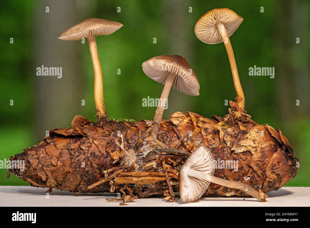 sprucecone cap (Strobilurus esculentus), spruce cone with fruiting bodies, Germany, Bavaria Stock Photo