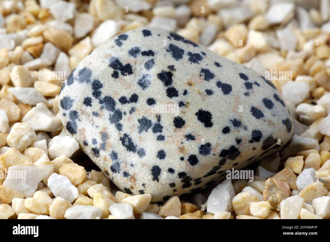 Dalmatian Jasper healing stone Stock Photo Alamy