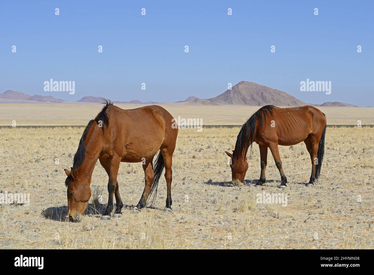 Namib Wild horse (Equus przewalskii f. caballus), grazing wild horses in Garub near Aus, Namibia Stock Photo