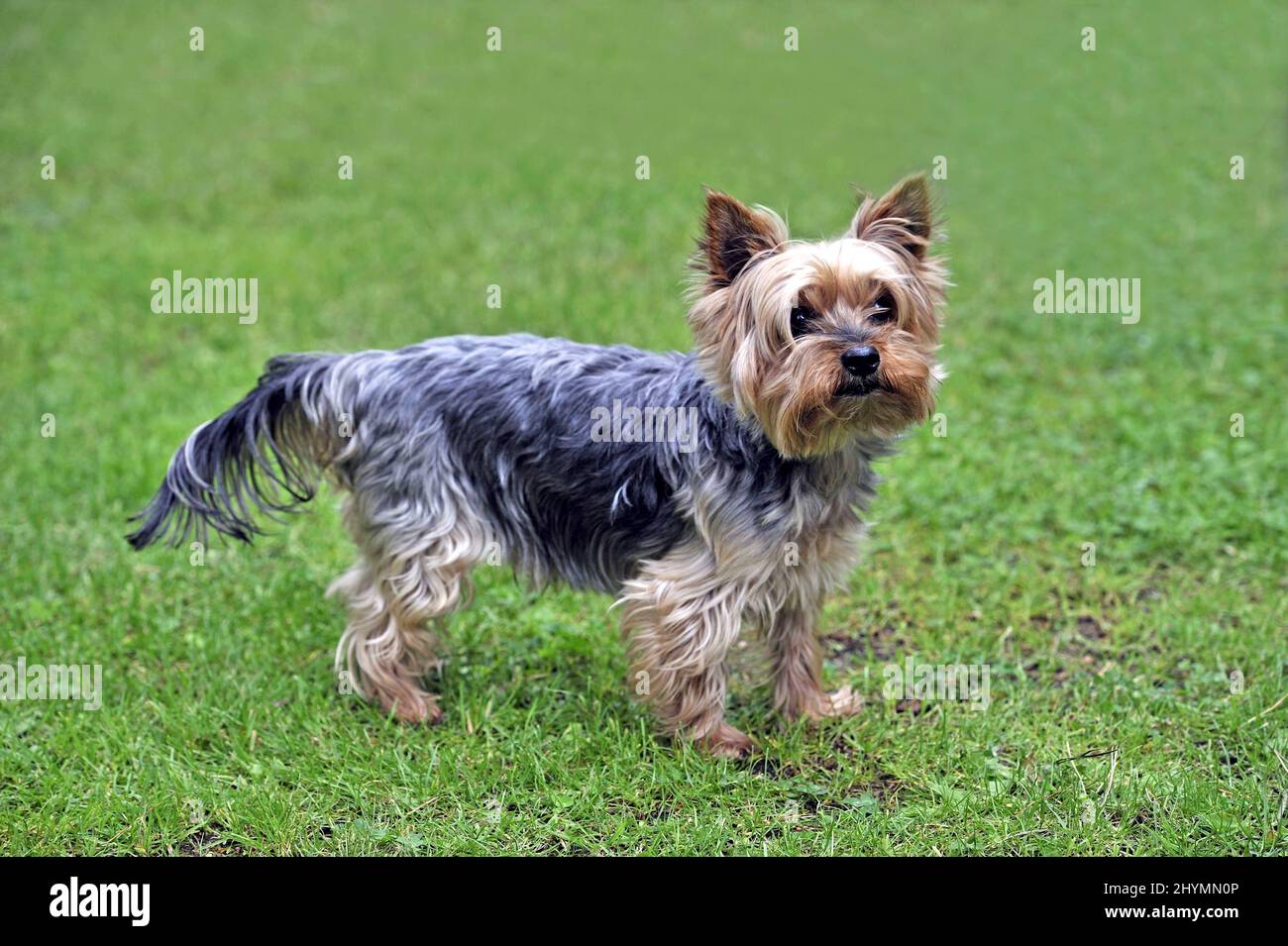 Yorkshire Terrier (Canis lupus f. familiaris), standing in a meadow, side view Stock Photo