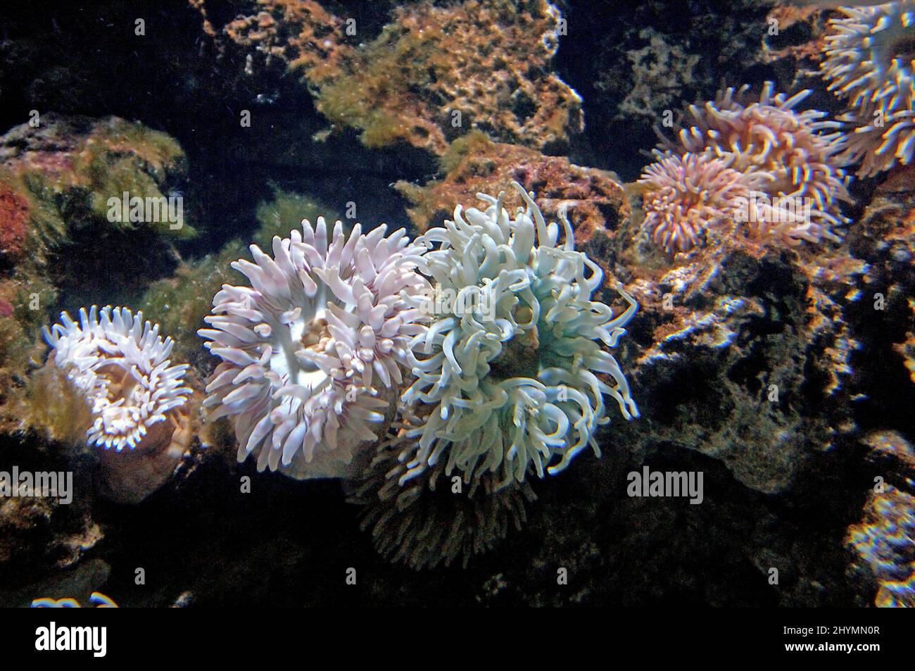 Sea anemone (Urticina eques), sea anemones, under water Stock Photo