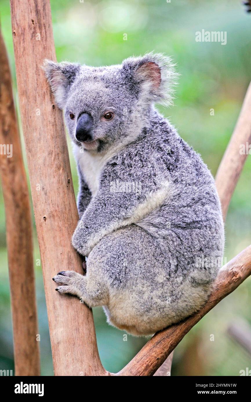 koala, koala bear (Phascolarctos cinereus), sits in a branch fork, Australia, Queensland Stock Photo