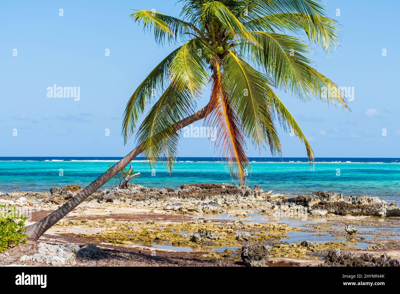 Coconut Palm, Grand Cayman Stock Photo - Alamy