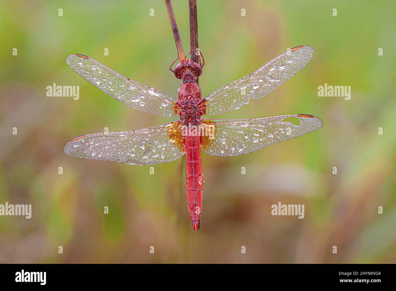Broad Scarlet, Common Scarlet-darter, Scarlet Darter, Scarlet Dragonfly (Crocothemis erythraea, Croccothemis erythraea), male wetted with morning Stock Photo