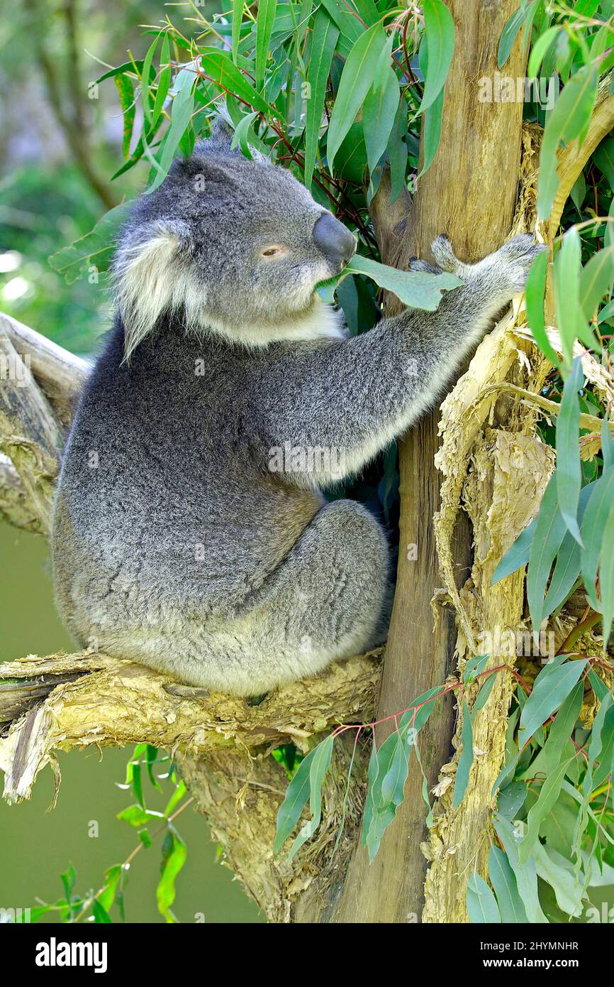 koala, koala bear (Phascolarctos cinereus), rests on an eucalyptus tree, Australia, Victoria, Kangaroo Island Stock Photo