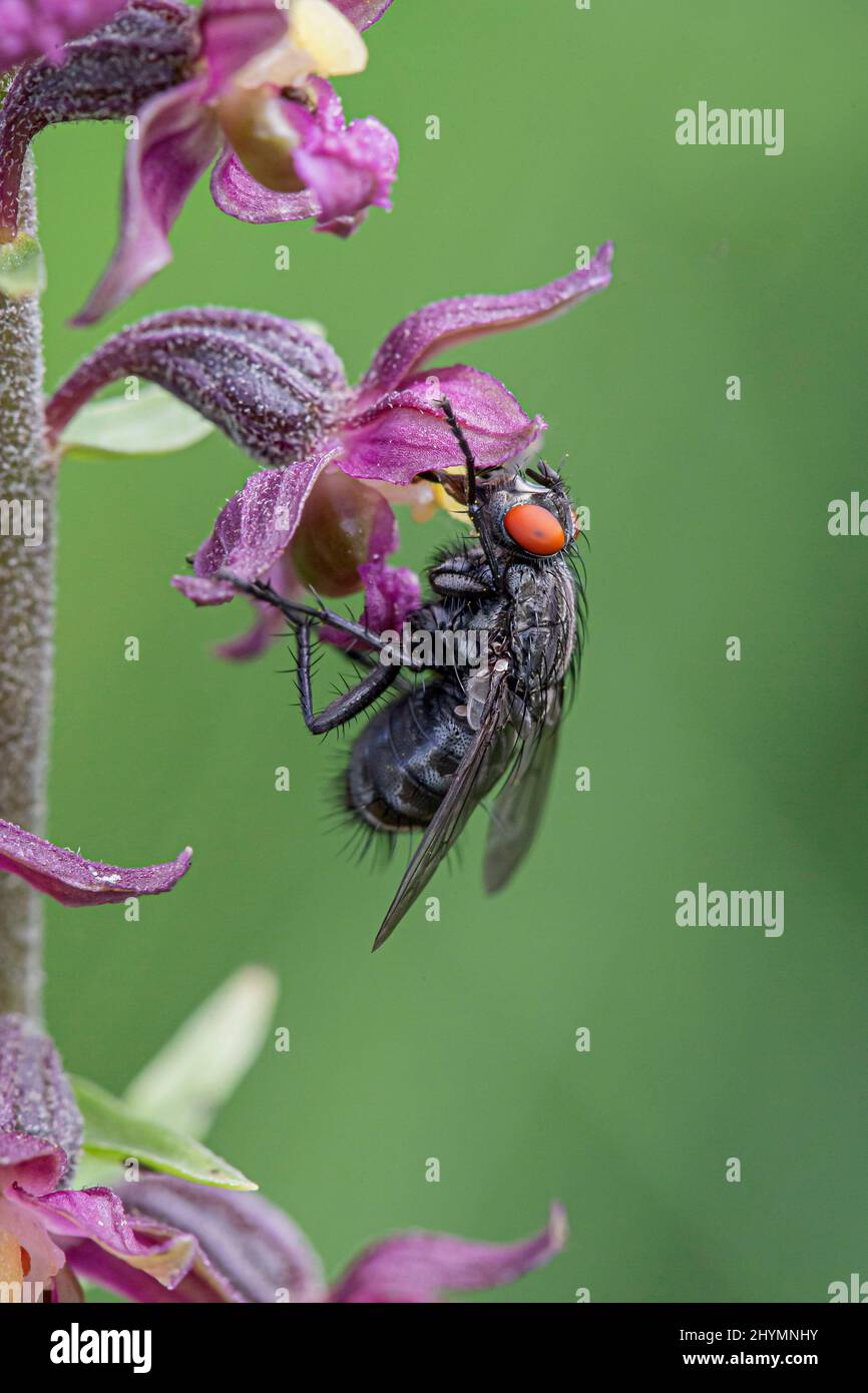 flesh fly (Sarcophaga spec.), on a flower of dark-red helleborine, orchid of the year 2022, Germany Stock Photo