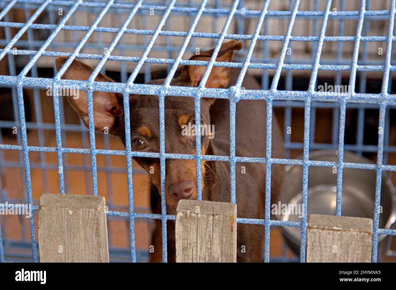 Miniature Pinscher (Canis lupus f. familiaris), for sale in a cage, front view , Thailand, Pat Chong Stock Photo