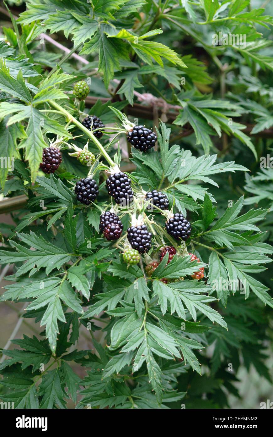 shrubby blackberry (Rubus fruticosus 'Thornless Evergreen', Rubus fruticosus Thornless Evergreen), fruits on a branch, cultivar Thornless Evergreen Stock Photo