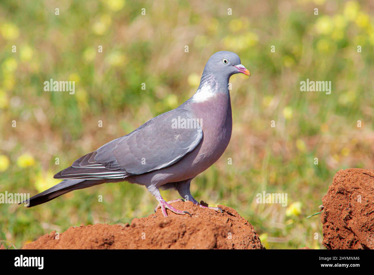 wood pigeon (Columba palumbus), perching on a mound of earth, side view, Germany, Bavaria Stock Photo
