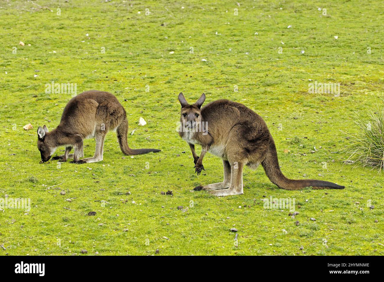 Kangaroo Island kangaroo, Western Grey Kangaroo; Black-faced Kangaroo (Macropus fuliginosus fuliginosus), two Kangaroo Island kangaroos grazing, Stock Photo