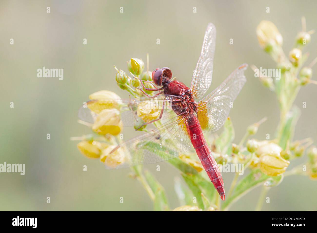 Broad Scarlet, Common Scarlet-darter, Scarlet Darter, Scarlet Dragonfly (Crocothemis erythraea, Croccothemis erythraea), male on goldenrod, Germany, Stock Photo