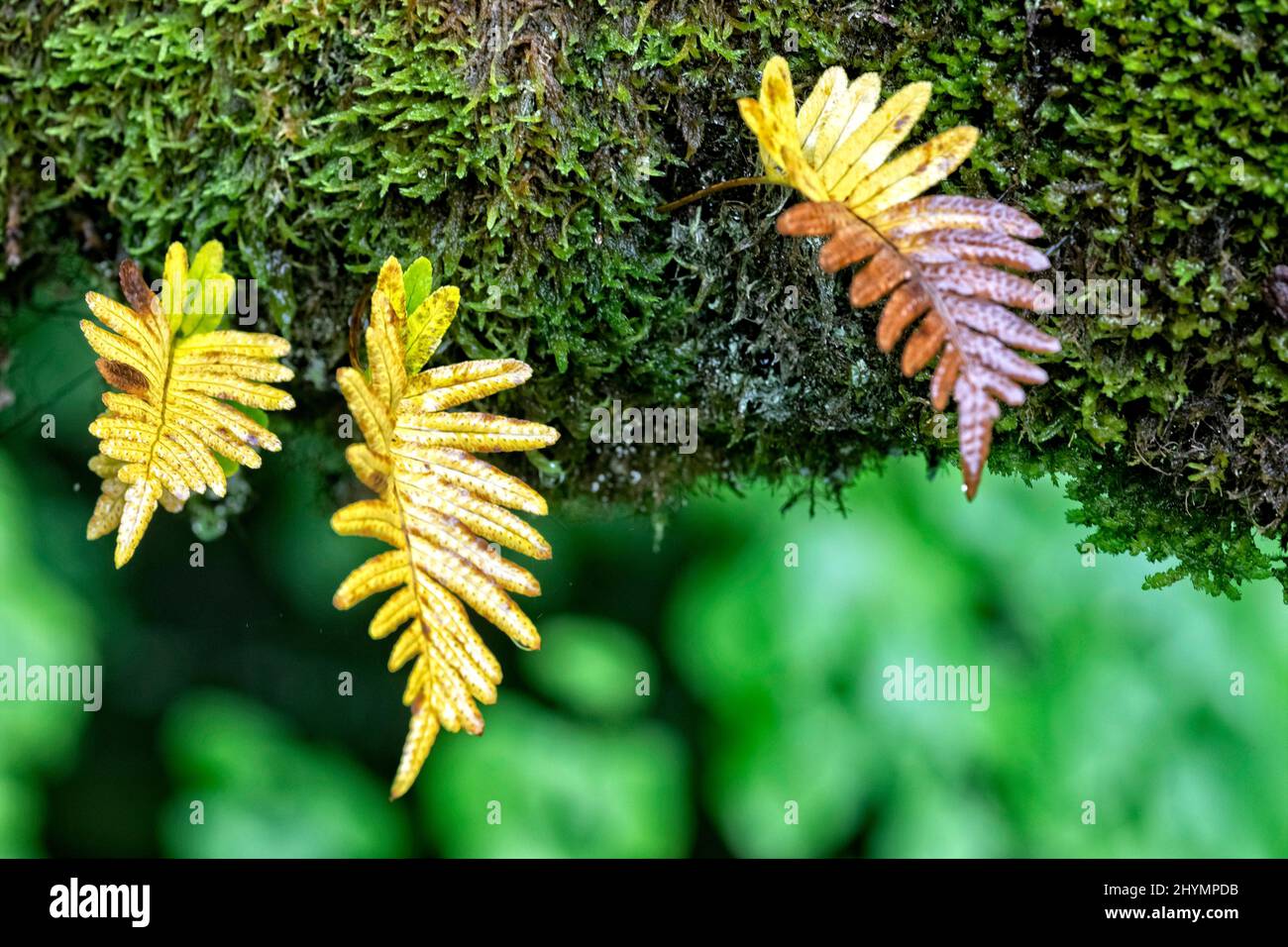 polypody (Polypodium spec.), fronds, France, Pyrenees, Gorges de Kakuetta Stock Photo