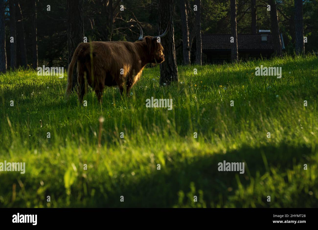 Scottish highland cattle in the alps on sunlit meadow along evergreen forest during sunset in Mieming, Tirol, Austria Stock Photo
