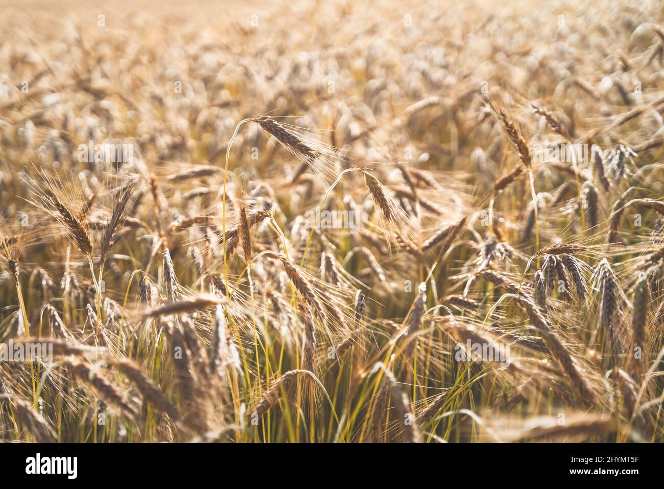 Bright rye field background during summer sunset back light with details on kernels and straws as symbol for food shortage and inflation Stock Photo