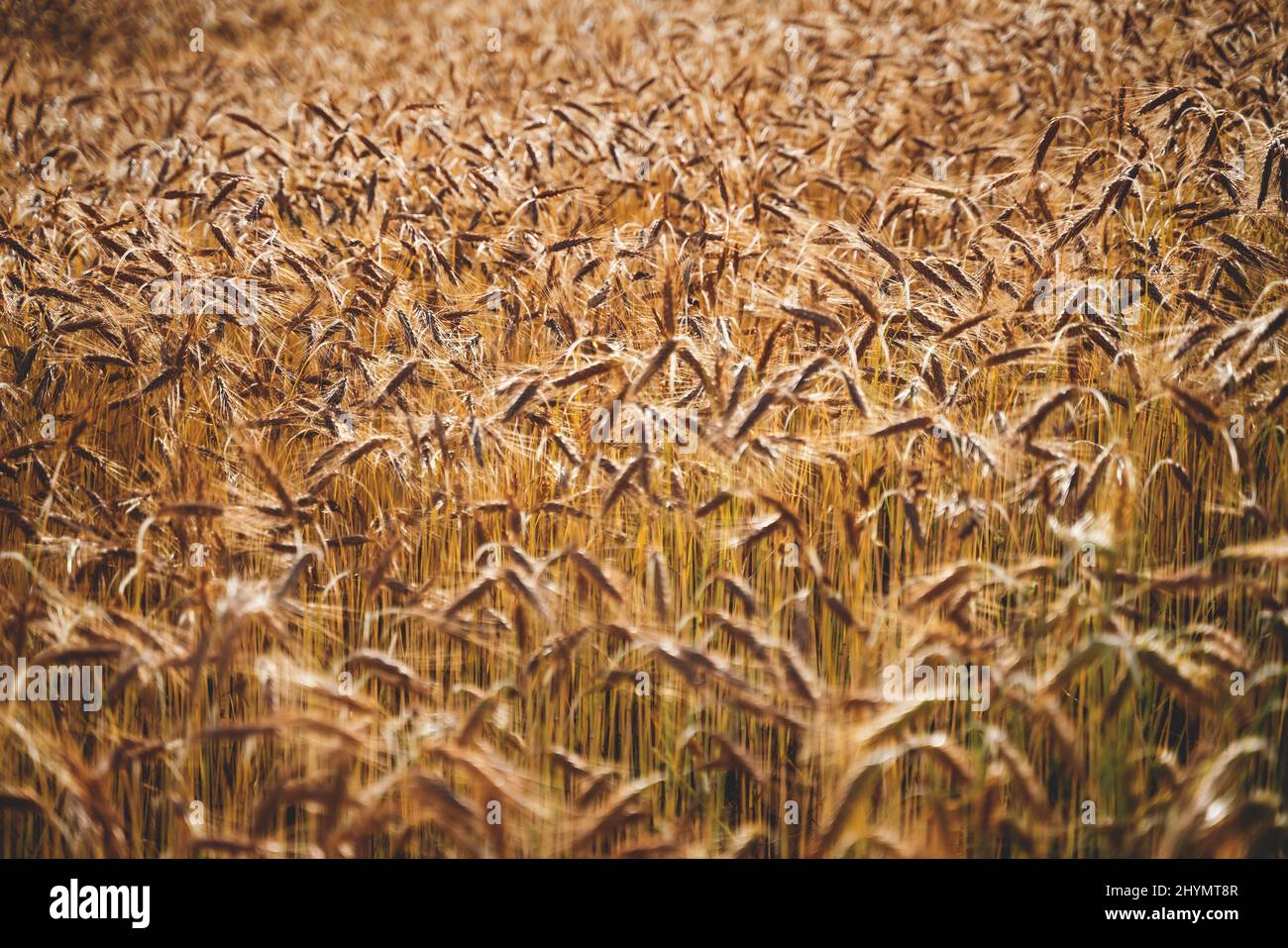 Agricultural golden rye or wheat field background during summer sunset back light with details on kernels and strawsas symbol for food shortage and in Stock Photo