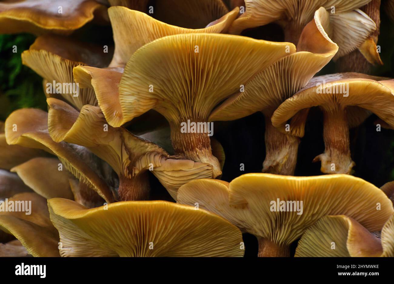 Close-up, brown forest mushrooms (fungos) with lamellae, Tanner Tobel, Rueti, Switzerland Stock Photo