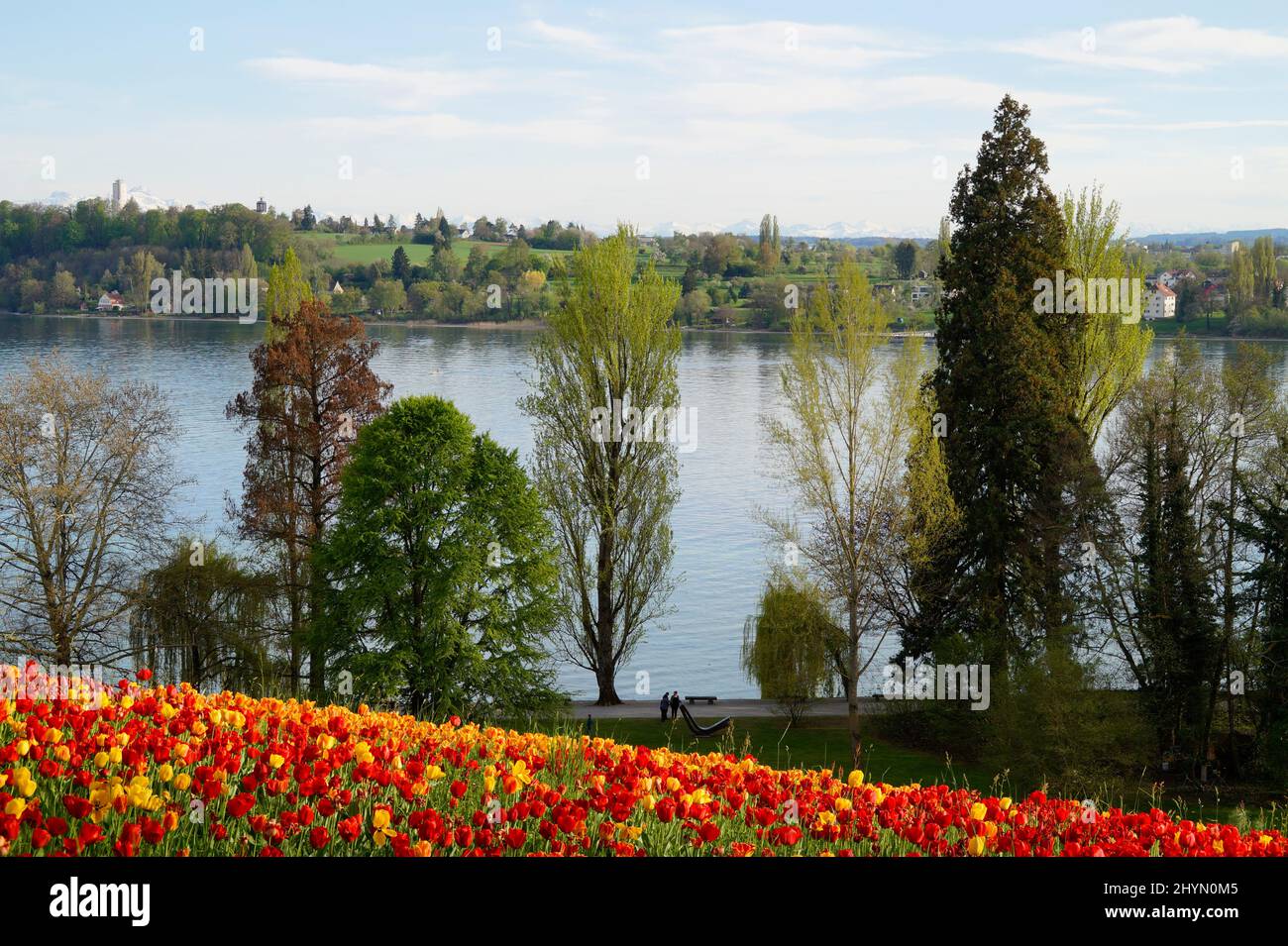 A Beautiful Spring Meadow Full Of Colorful Tulips On Flower Island Of 