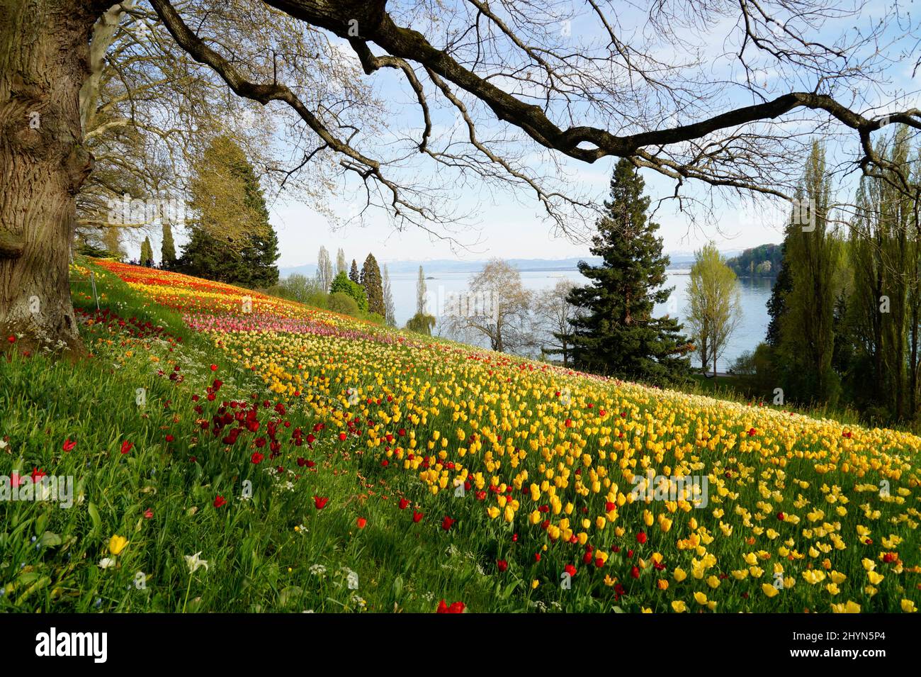 A Beautiful Spring Meadow Full Of Colorful Tulips On Flower Island Of 