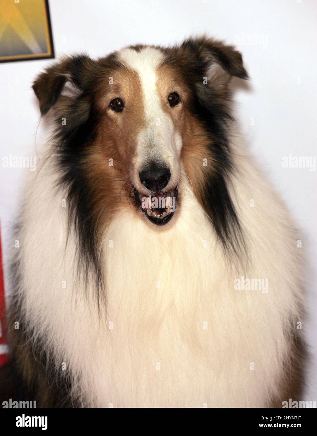 Lassie dog hi-res stock photography and images - Alamy