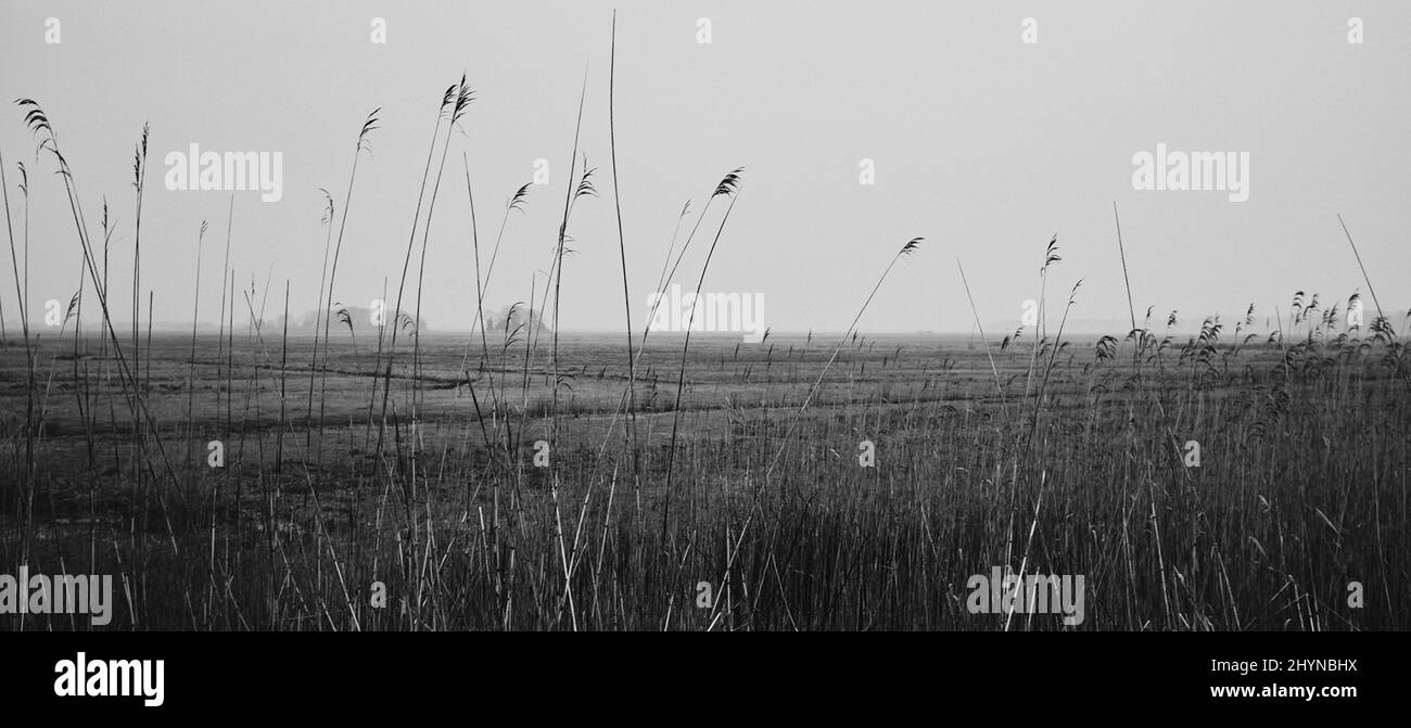 Grass grassy field Black and White Stock Photos & Images - Alamy