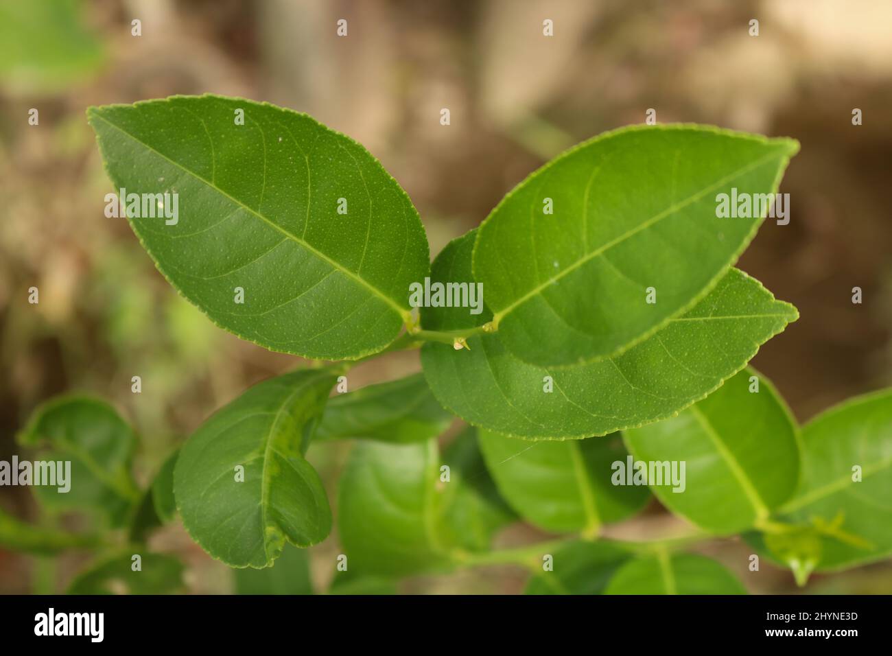 Lemon twig leaves hi-res stock photography and images - Alamy