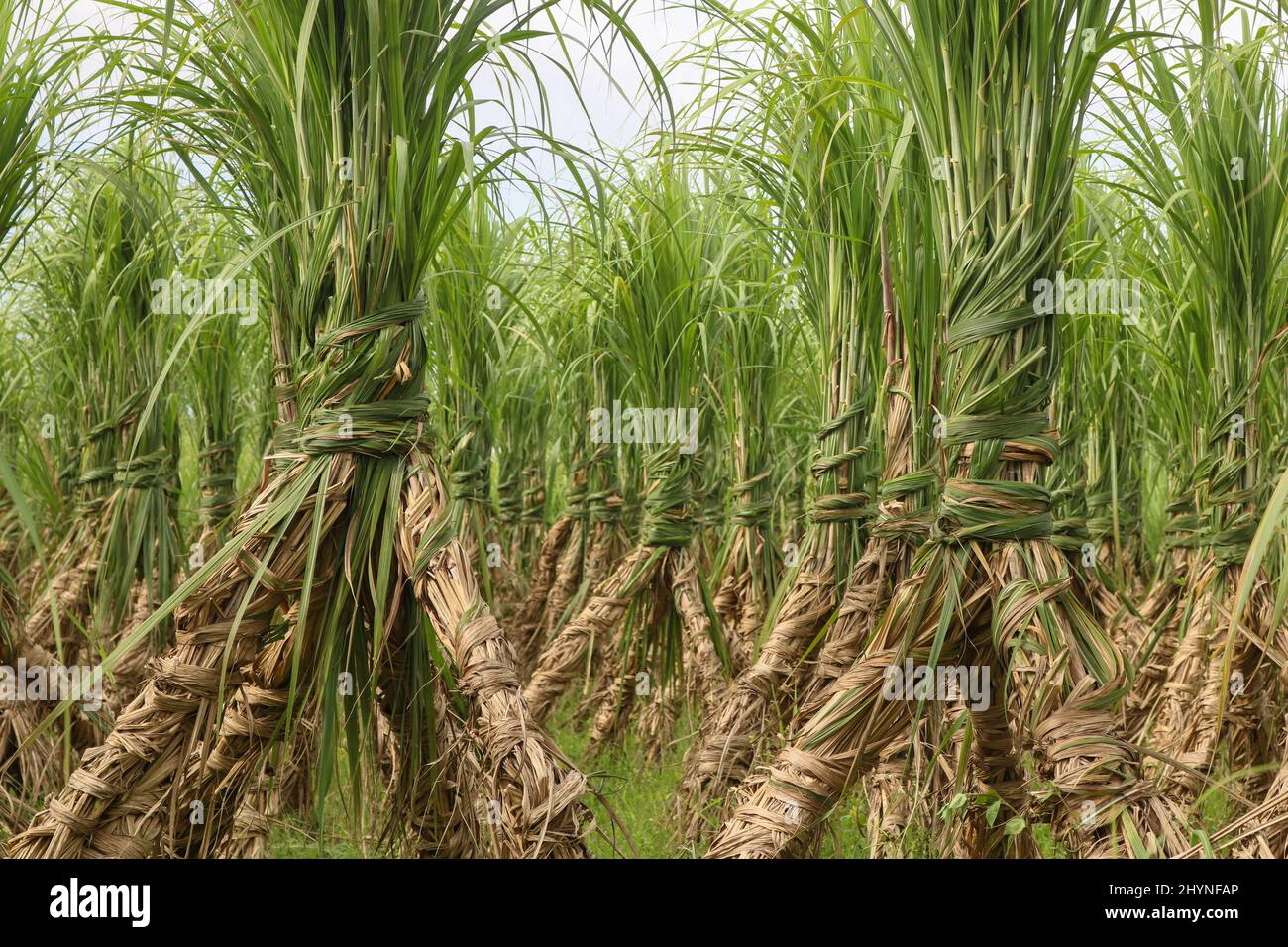 Sugarcane field. Row upon row of sugarcane. Delicious sugar is made from sugarcane. Stock Photo