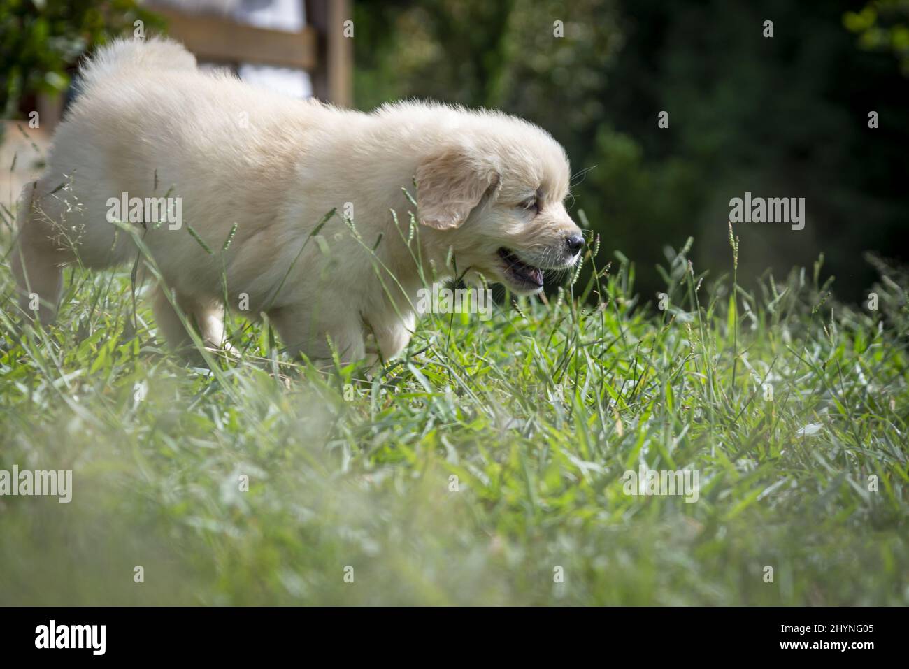 Closeup of a Golden Retriever puppy playing in the field Stock Photo ...