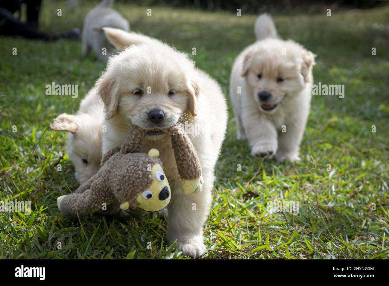 closeup-of-golden-retriever-puppies-playing-in-the-field-stock-photo