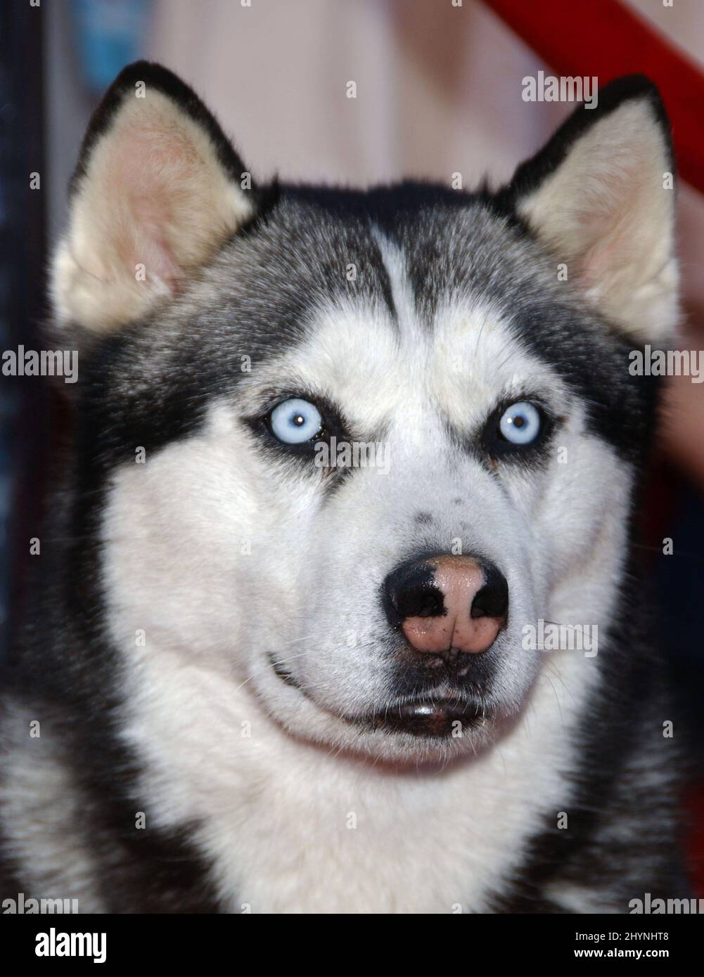 Max attends the eight below world premiere at the el capitan theatre