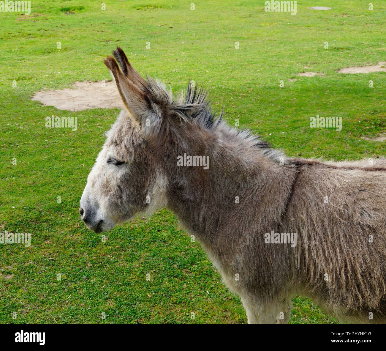 a cute and fluffy donkey resting on a green meadow on island of Mainau in Germany Stock Photo