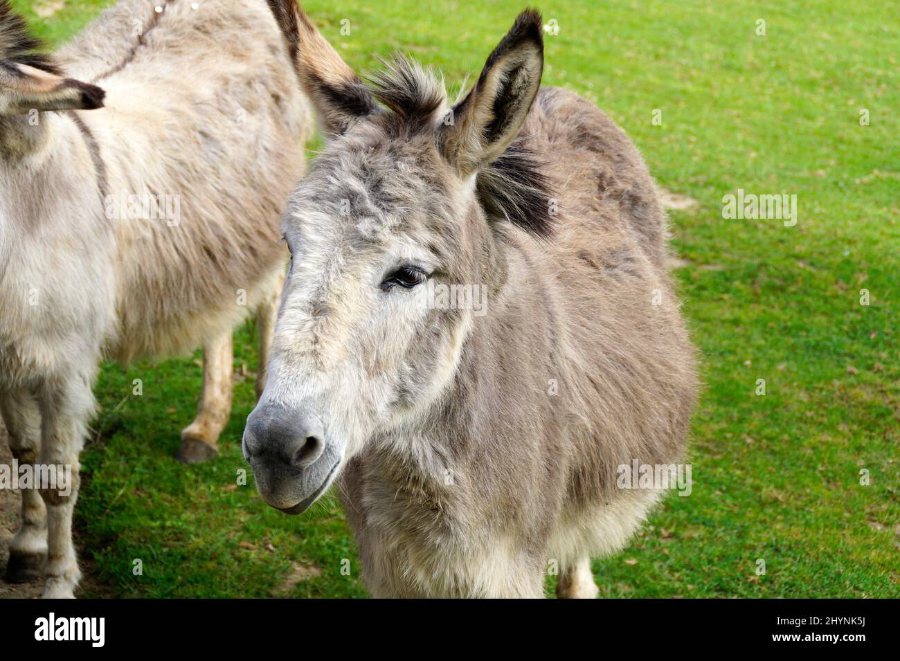 a cute and fluffy donkey resting on a green meadow on island of Mainau in Germany Stock Photo