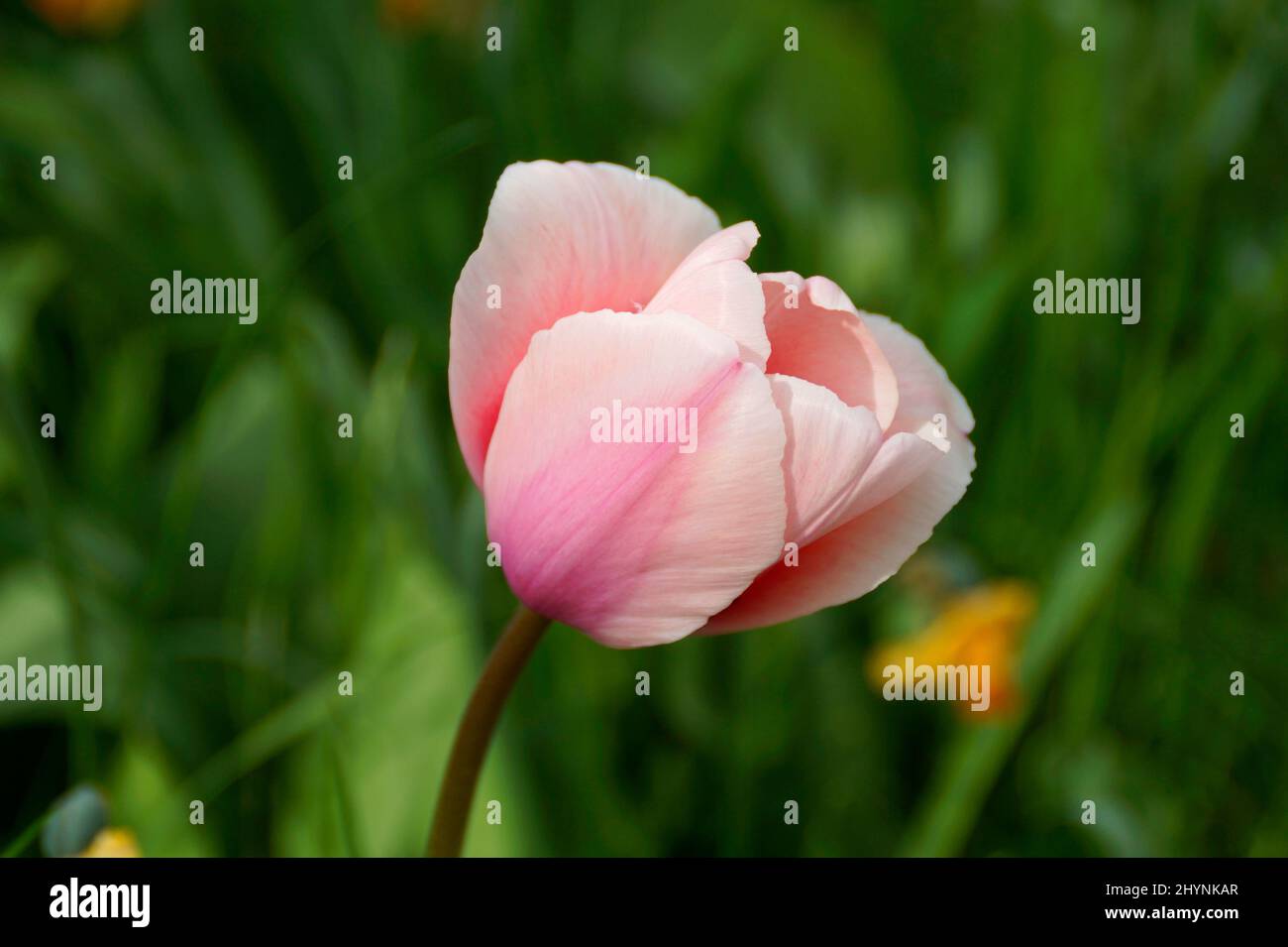 gorgeous pastel pink tulip on a fine spring day on island Mainau (Bodensee or lake Constance, Germany) Stock Photo