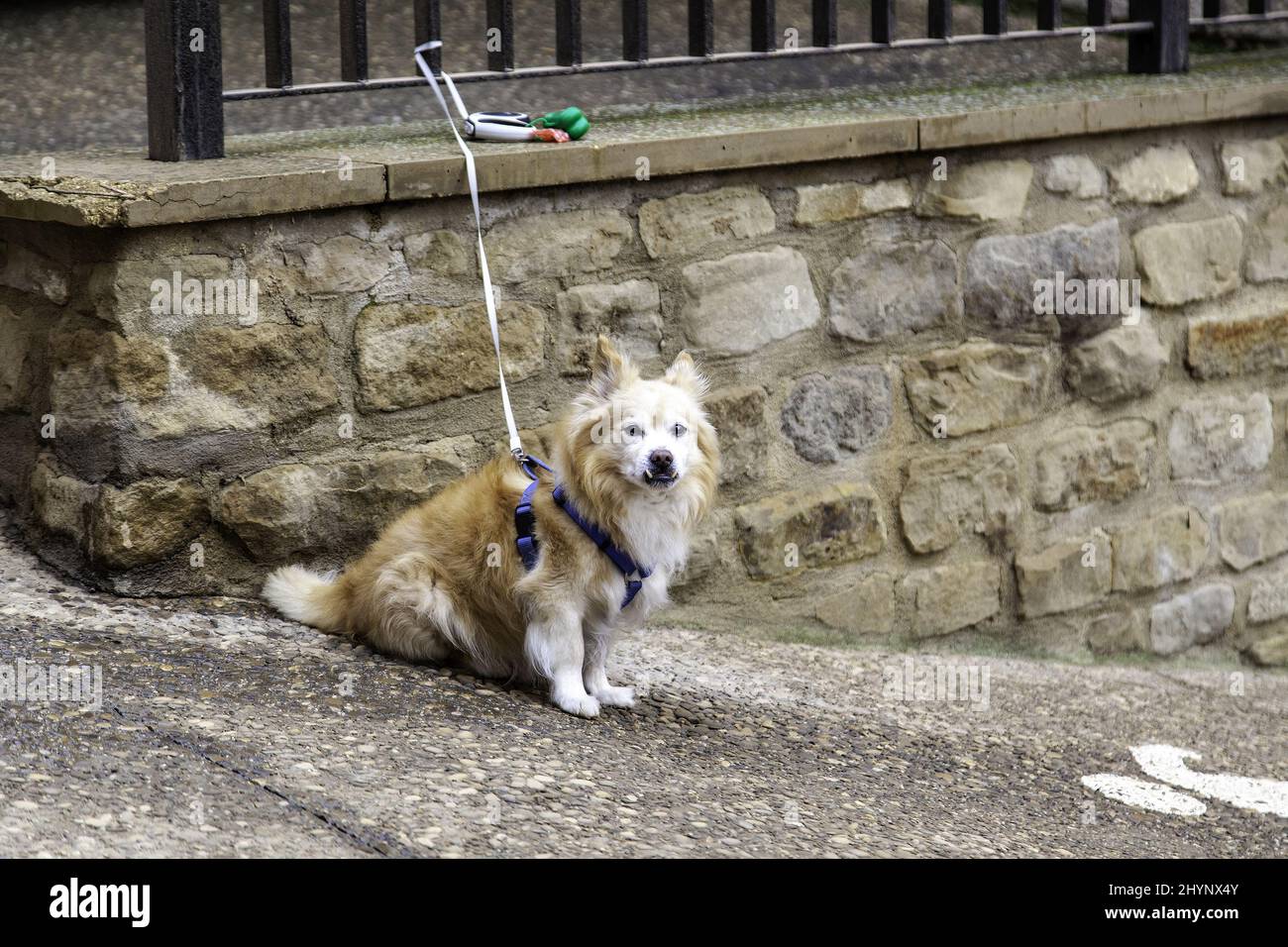 Dog tied up in the street, domestic animals, pets Stock Photo Alamy