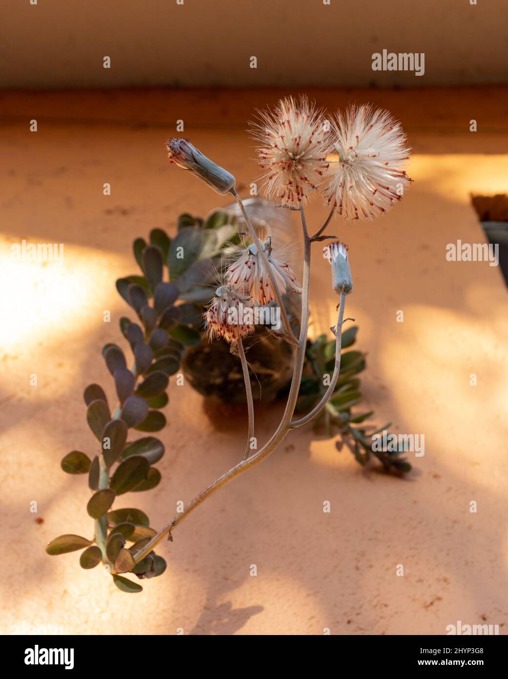 Vertical closeup of the Kleinia petraea in the pot on the wall. Stock Photo