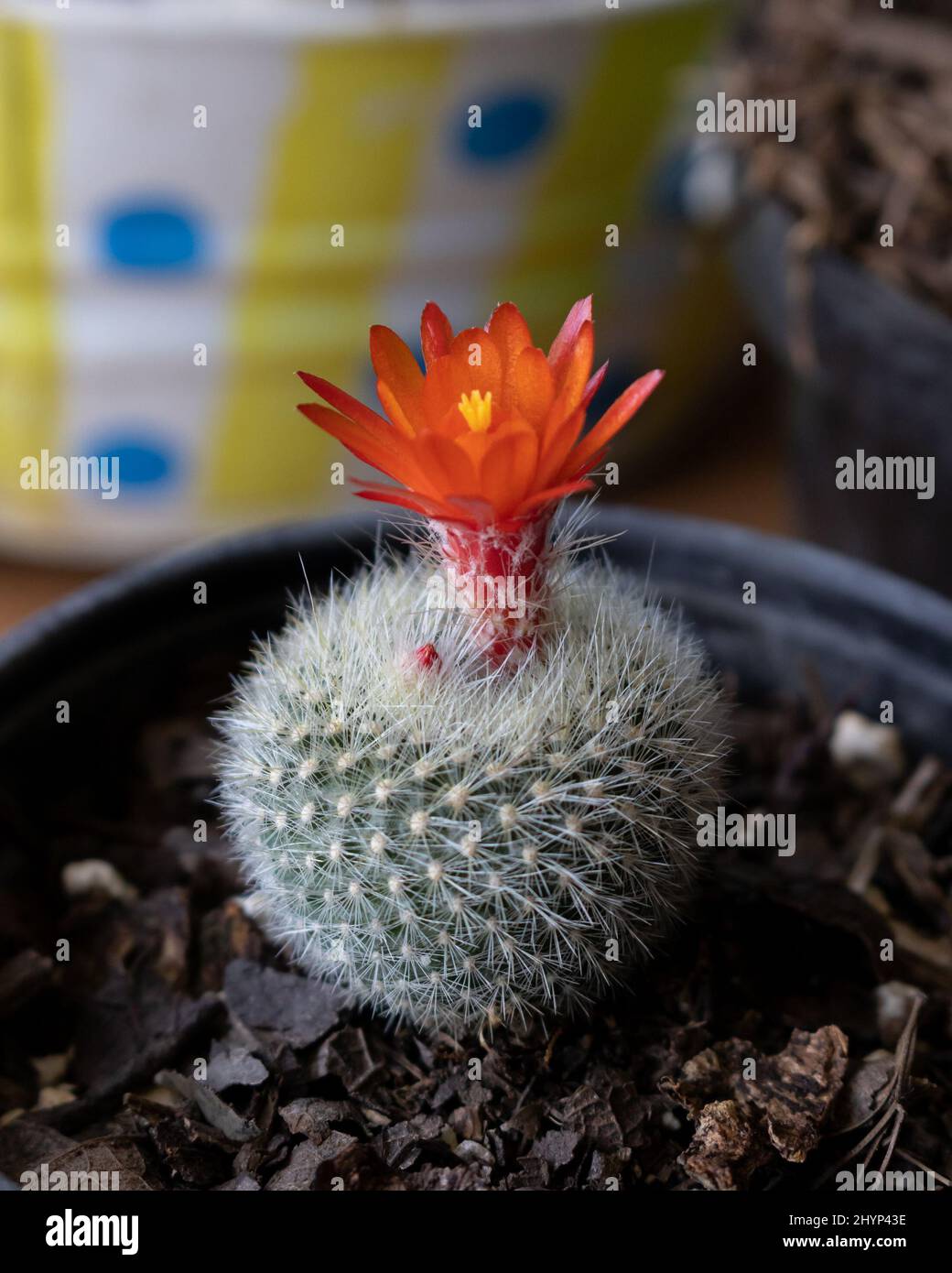 Scarlet ball cactus hires stock photography and images Alamy