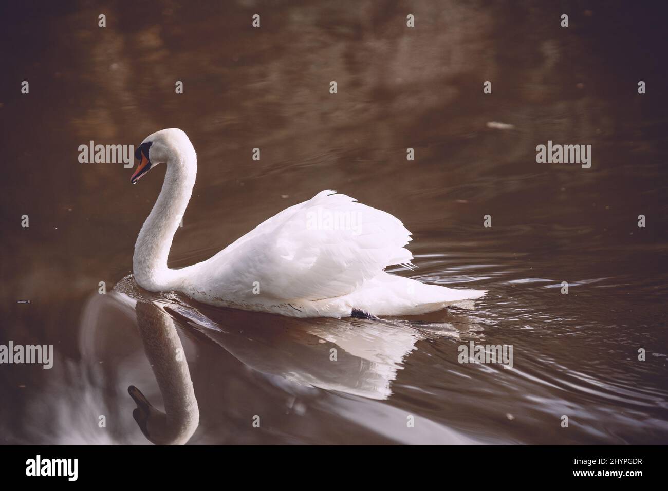 Photo of a swan swimming in a pond Stock Photo - Alamy