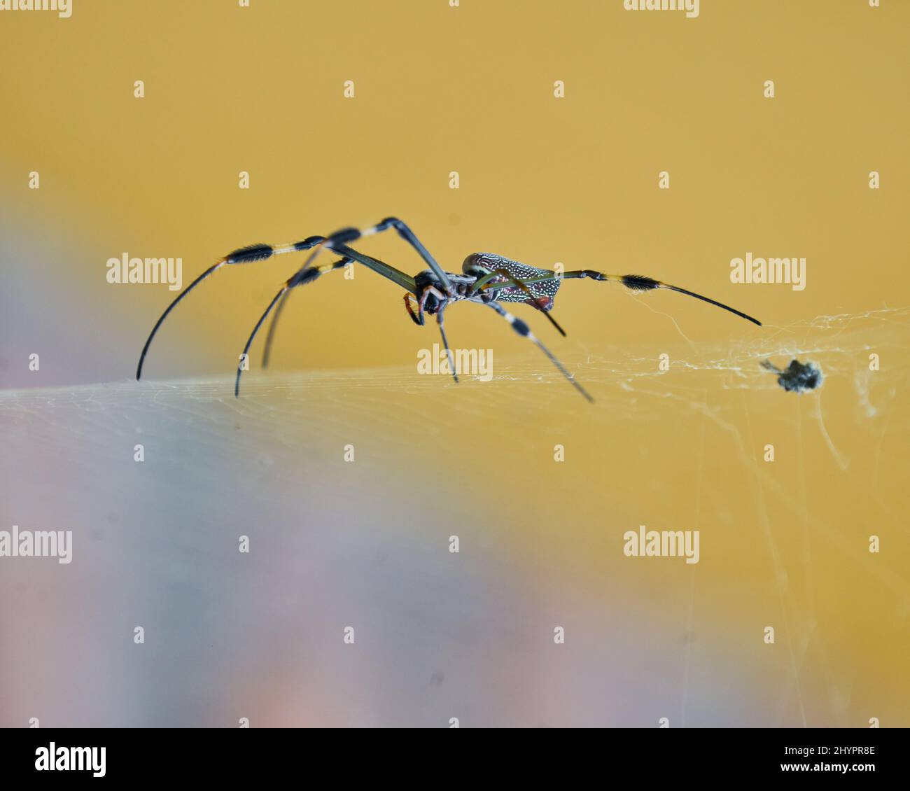 Nephila spider known as golden silk spider due to the color of its web ...