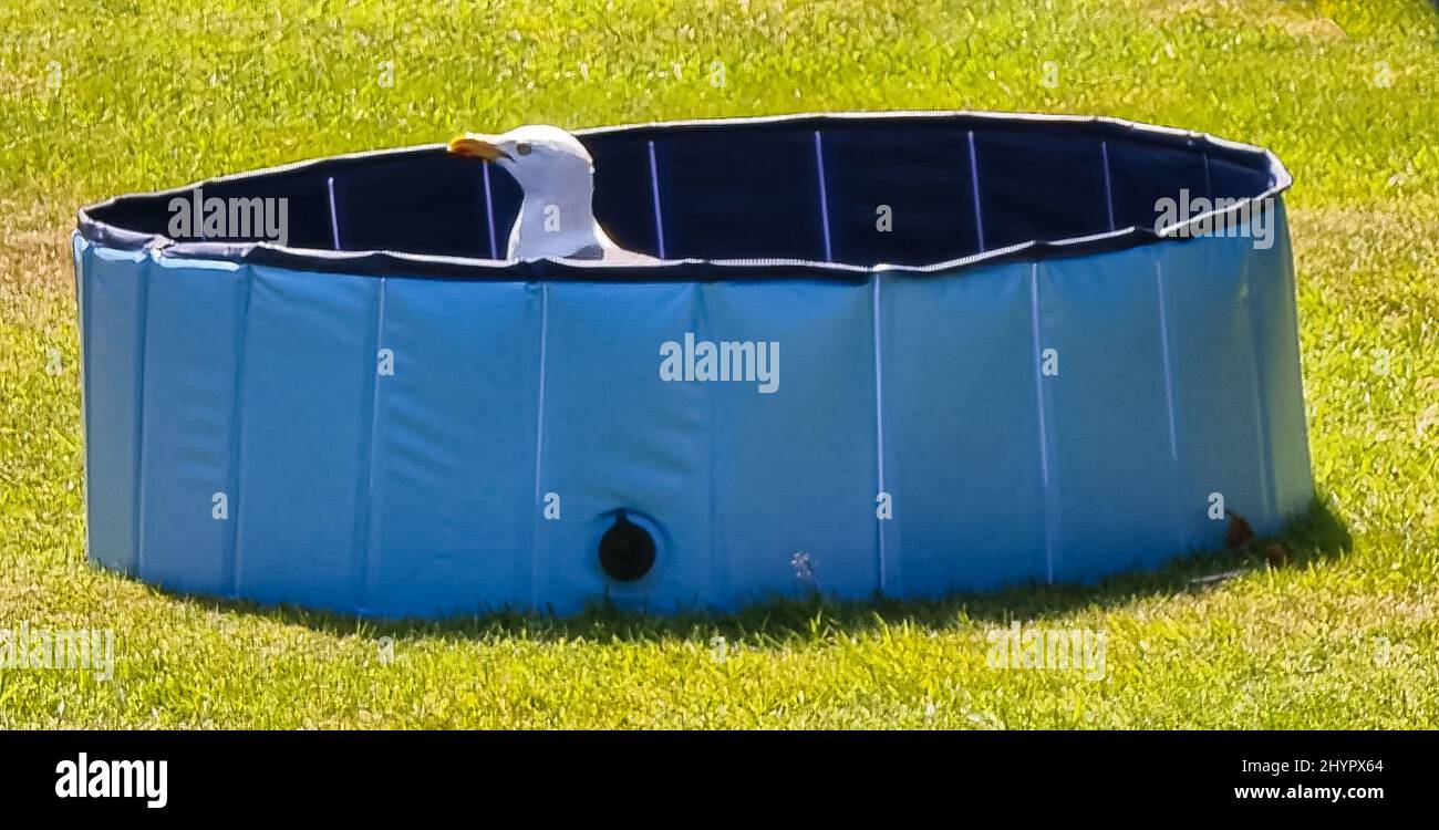 Cheeky seagull takes a dip and cools down  in childs paddling pool in garden on sunny summers day,  Helensburgh, Scotland Stock Photo