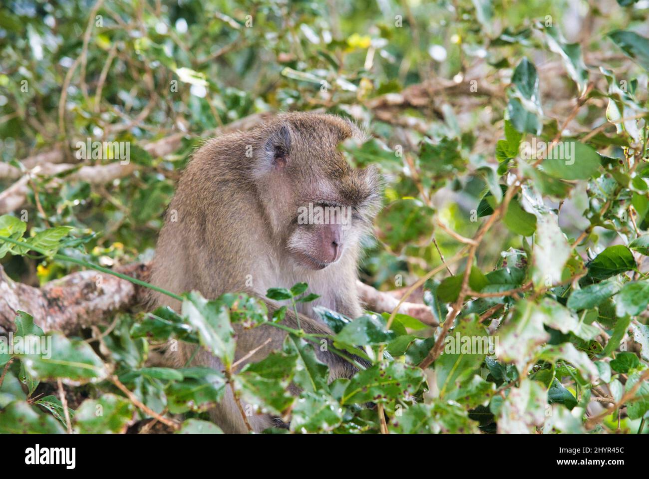 Thinking monkey on a tree outdoor Stock Photo - Alamy