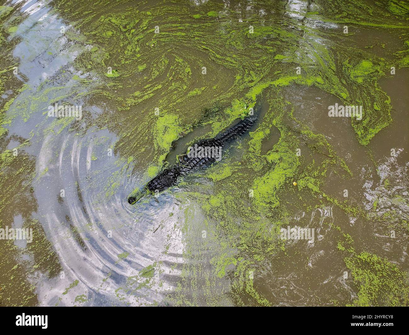 Alligators alabama hires stock photography and images Alamy