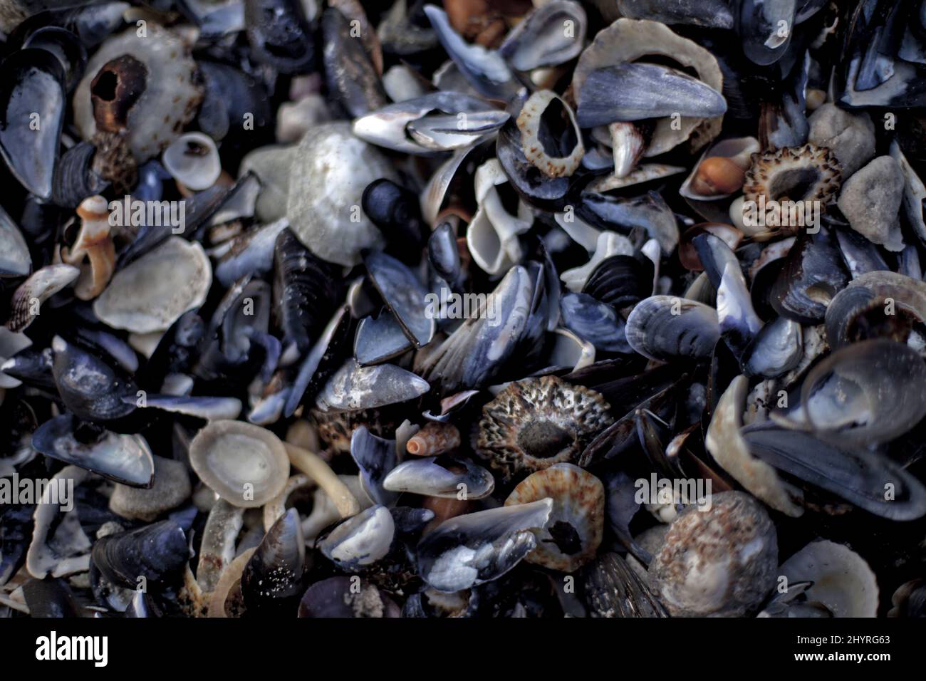 High angle shot of a bunch of various shells Stock Photo - Alamy
