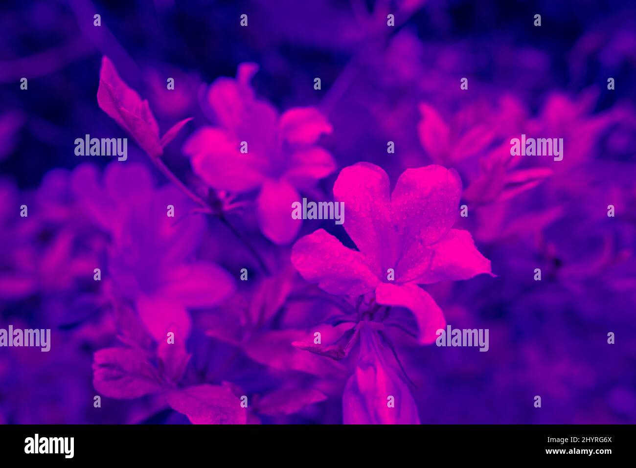 A bush with pink flowers blooming in the garden Stock Photo - Alamy