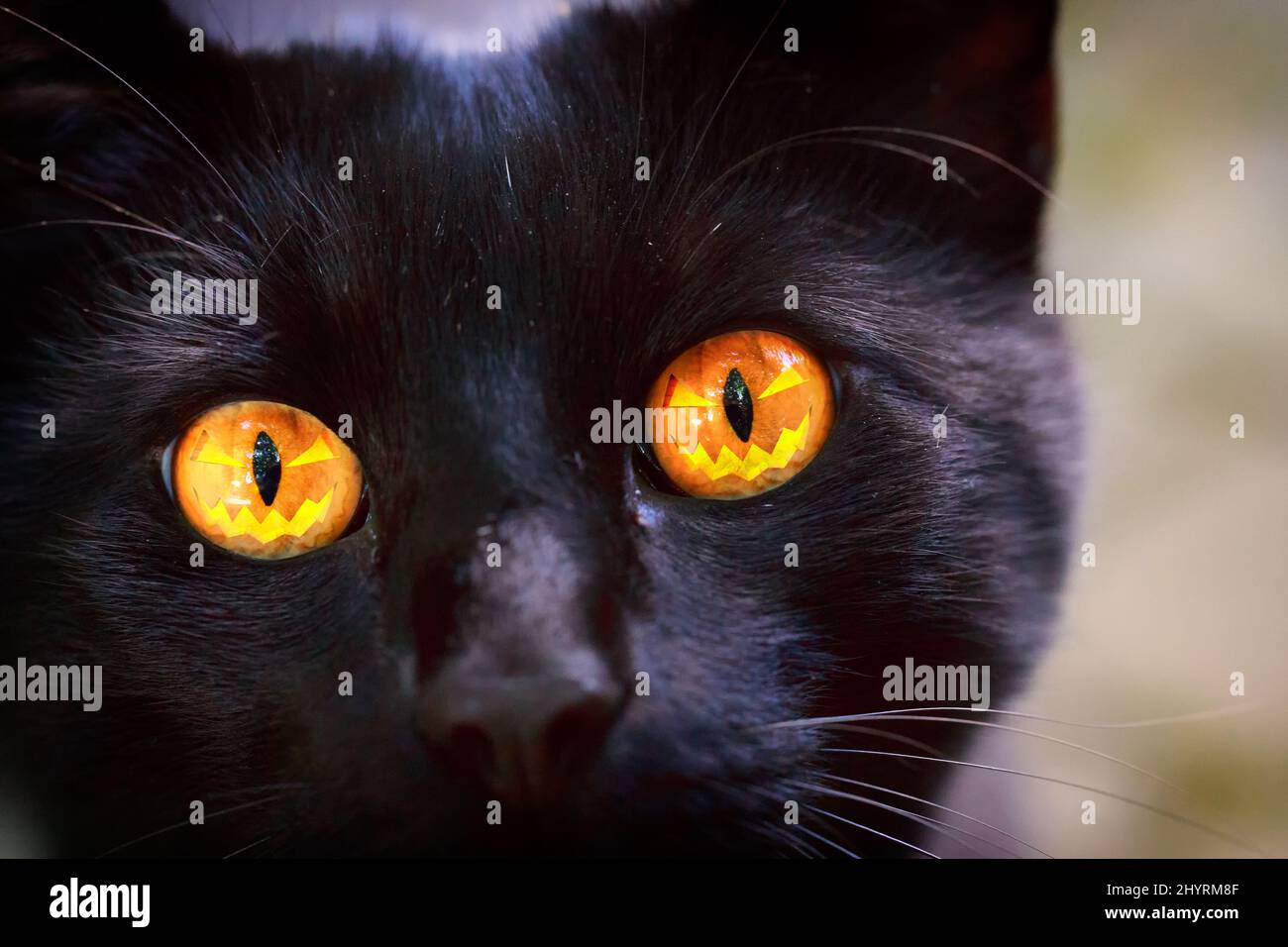 HalloKitty - Halloween Cat - Halloween Katze - Katze mit einem Halloween Kürbis in den Augen - CatEye, cat eye, Katzenauge, Black Cat, schwarze Katze Stock Photo