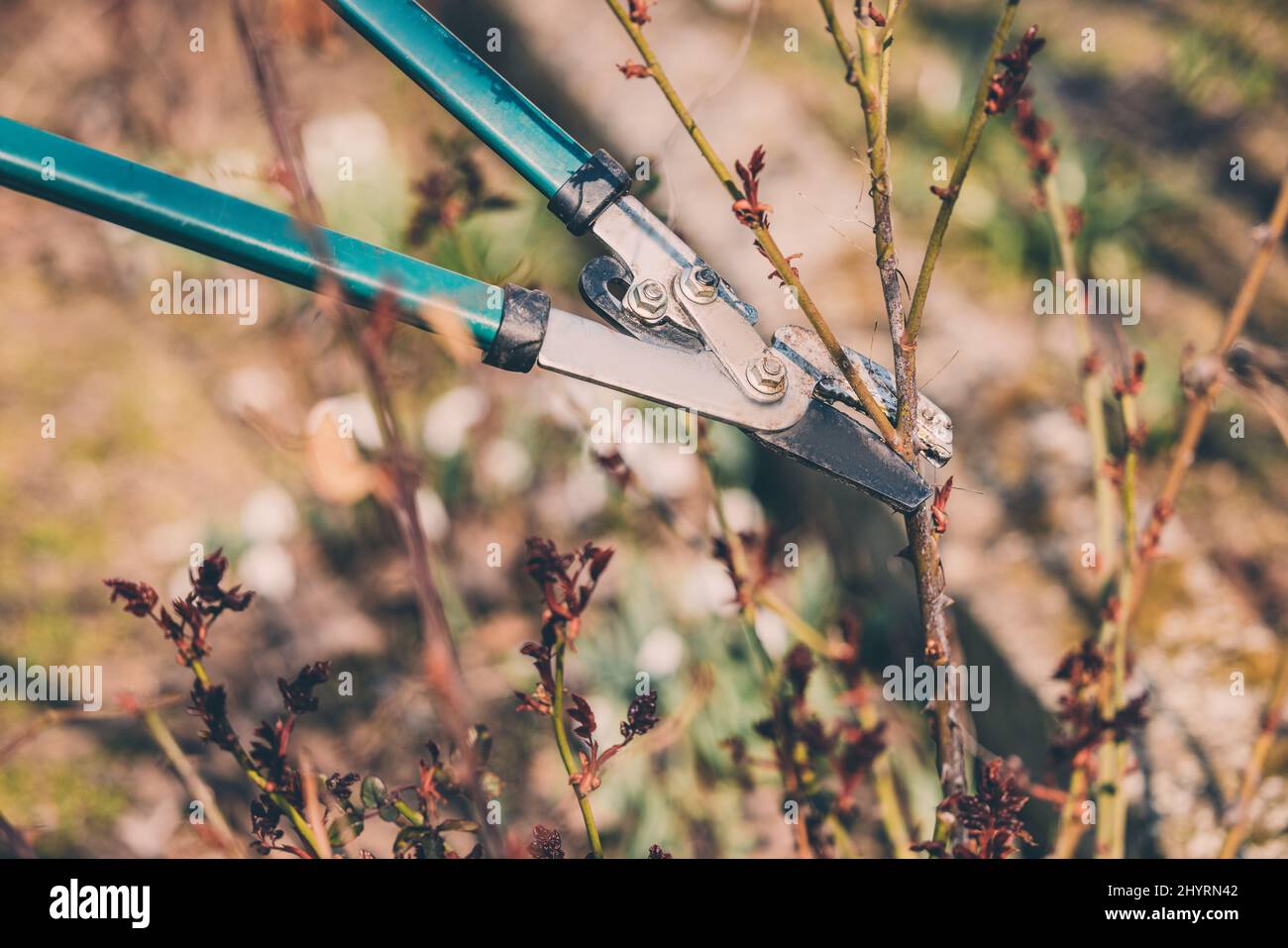 Farmer with pruner shears the branches of rose bush. Pruning plants in the spring garden Stock