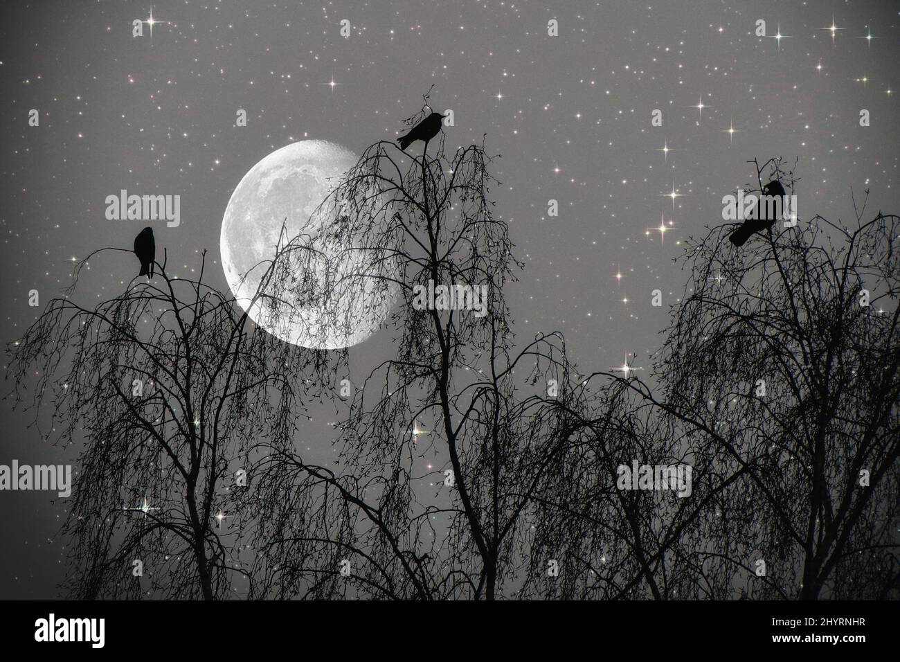 3 Vögel auf einem Baum im Hintergrund der Mond, 3 Birds on a Tree and the Moon - Moonlight, Mondlicht, Abend, evening, Night, Nacht, Fantasie, Fantasy Stock Photo