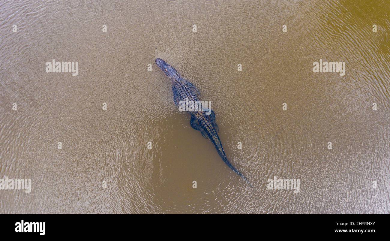 American Alligators in Mobile Bay Stock Photo Alamy