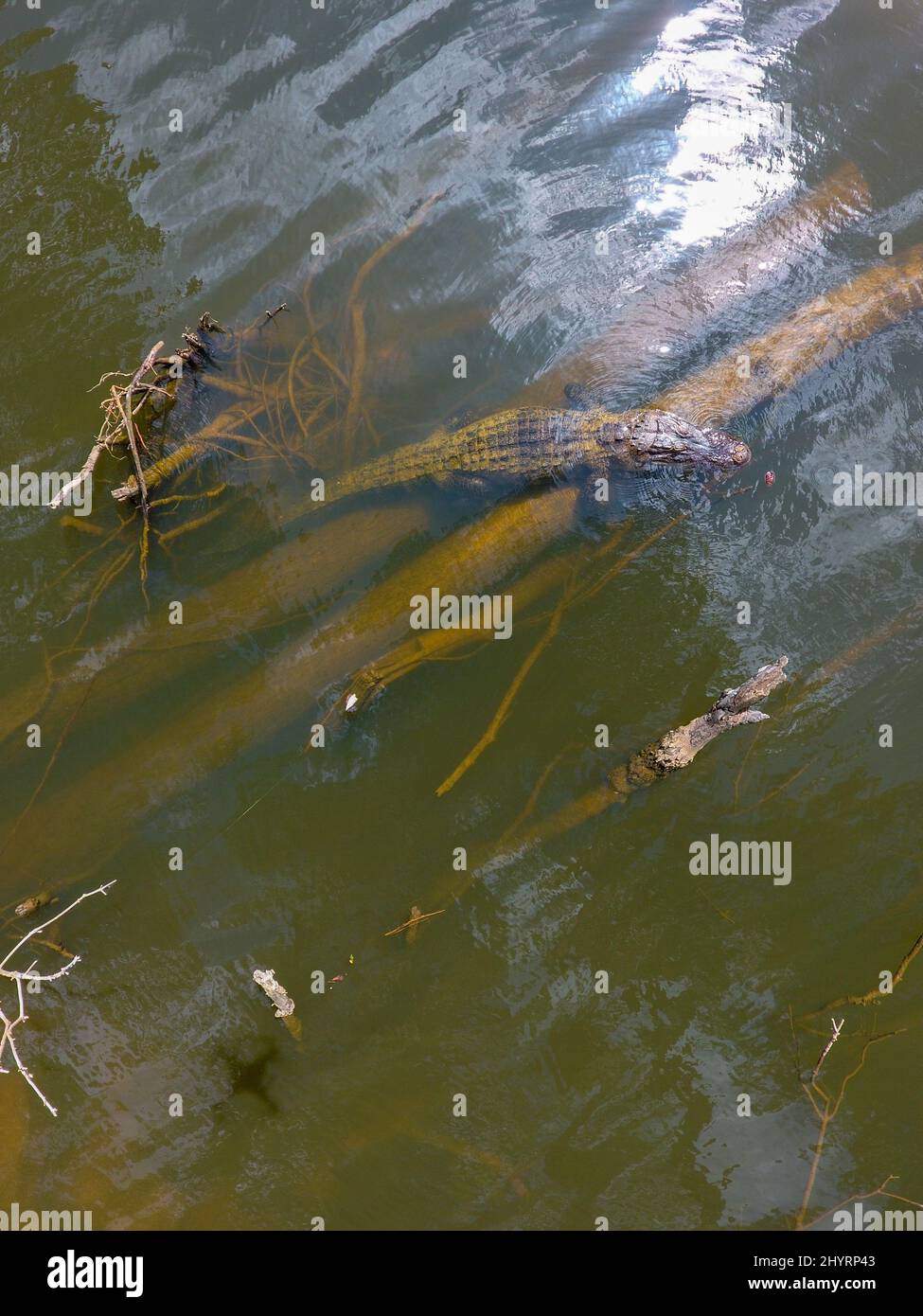 American Alligators in Mobile Bay Stock Photo Alamy