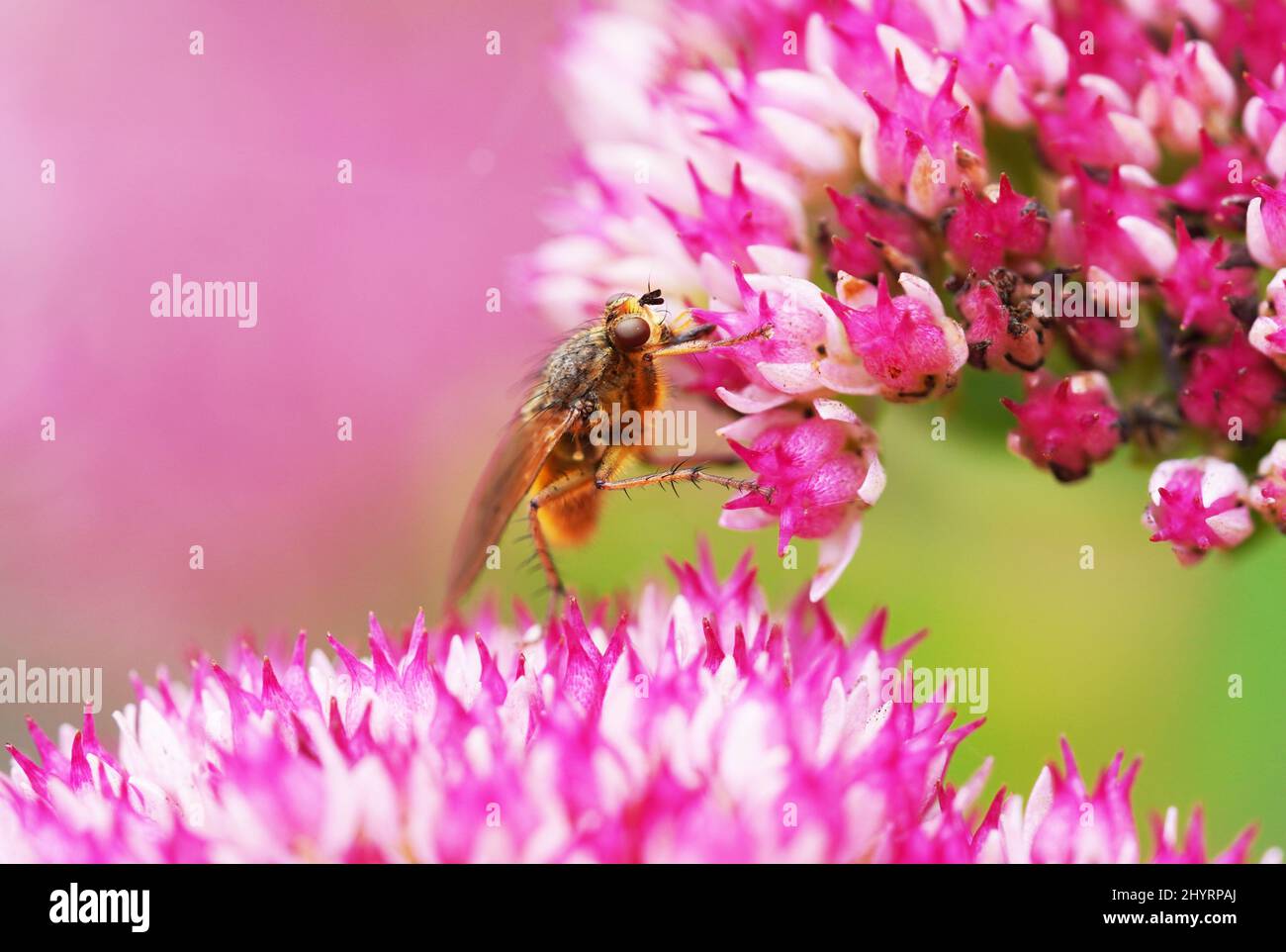 Closeup shot of the fly collecting nectar on sedum plant Stock Photo ...