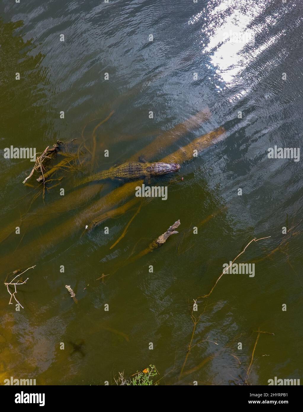 American Alligators in Mobile Bay Stock Photo Alamy